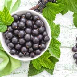 Black Currant Flavor - PA