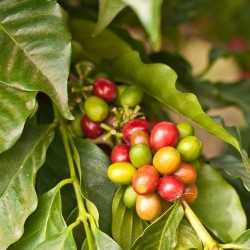 Coffee (Kona) Flavor - TPA