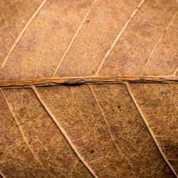 DK Tobacco II Flavor - TPA